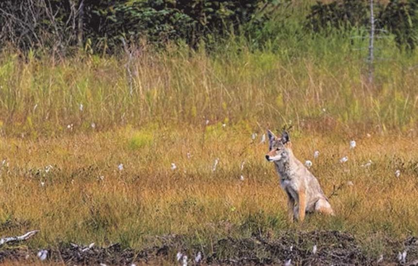 Effler Trail Coyote - Kachemak Heritage Land Trust